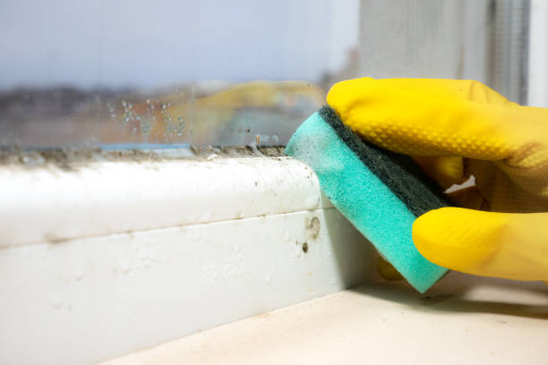Best Commercial Mold Removal  in Manhasset Hills, NY
