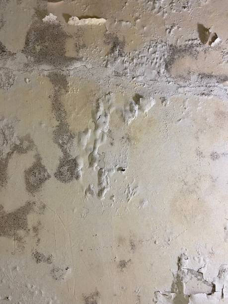 Best Professional Mold Removal  in Manhasset Hills, NY