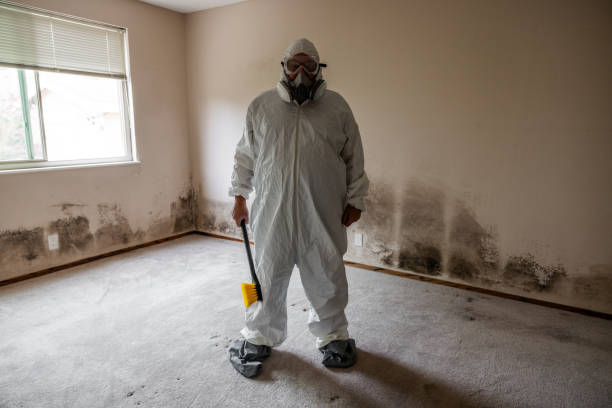 Best Attic Mold Removal  in Manhasset Hills, NY