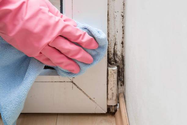 Best Black Mold Removal  in Manhasset Hills, NY