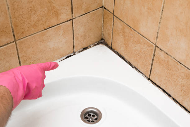 Best Local Mold Removal Service  in Manhasset Hills, NY